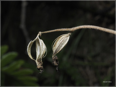 Anoectochilus formosanus