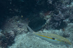 Siganus spinus