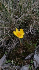 Crocus