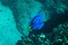 Paracanthurus hepatus