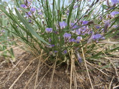 Polygala tenuifolia