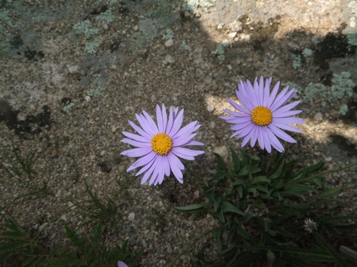 Alpine Aster