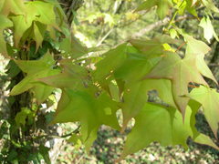 Acer laetum