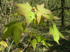 Acer laetum