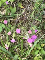 Emilia sonchifolia image
