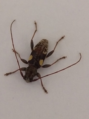 Stenellipsis bimaculata