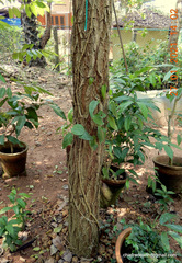 Pterocarpus santalinus