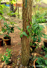 Pterocarpus santalinus