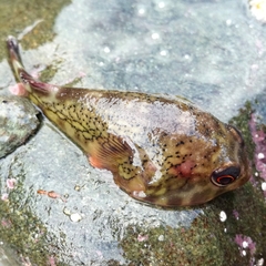 Diplocrepis puniceus