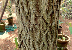 Pterocarpus santalinus