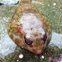 Diplocrepis puniceus