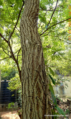 Pterocarpus santalinus