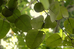 Pterocarpus santalinus