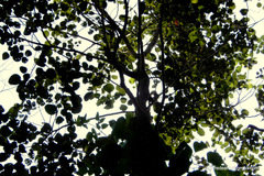 Pterocarpus santalinus