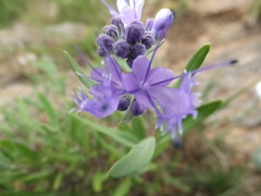 Caryopteris mongholica