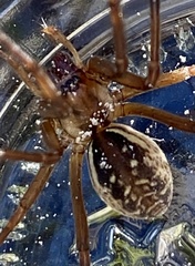 Corasoides australis