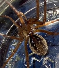 Corasoides australis