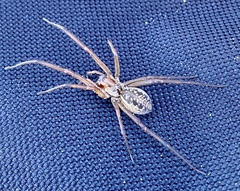 Corasoides australis