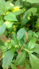 Homoeoxipha lycoides