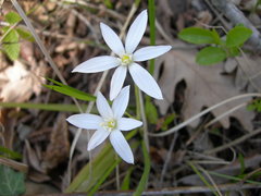 Ornithogalum woronowii