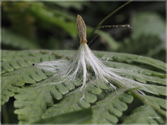 Urceola rosea
