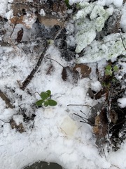 Vaccinium vitis-idaea