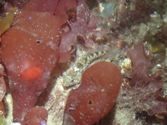 Oligocottus maculosus