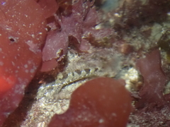 Oligocottus maculosus