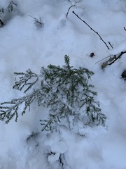Picea obovata