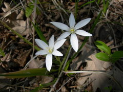 Ornithogalum woronowii