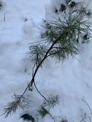 Pinus sibirica