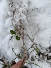Equisetum sylvaticum