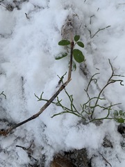 Equisetum sylvaticum
