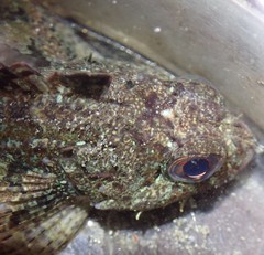 Hemilepidotus hemilepidotus