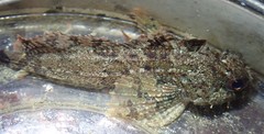 Hemilepidotus hemilepidotus