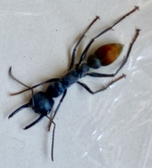 Myrmecia mandibularis
