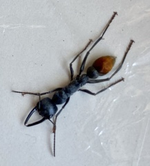 Myrmecia mandibularis
