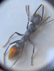 Myrmecia mandibularis