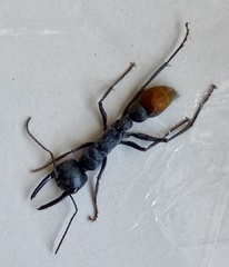 Myrmecia mandibularis