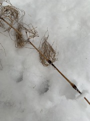 Equisetum sylvaticum