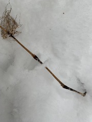 Equisetum sylvaticum