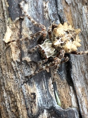 Acanthepeira stellata