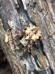 Acanthepeira stellata