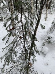 Picea obovata