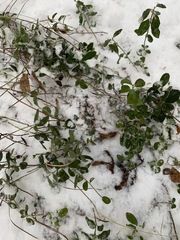 Vaccinium vitis-idaea