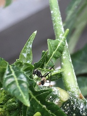 Camponotus parius
