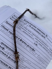Equisetum sylvaticum