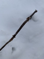 Equisetum sylvaticum