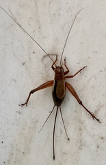 Eurepa marginipennis