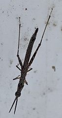 Proscopiomima